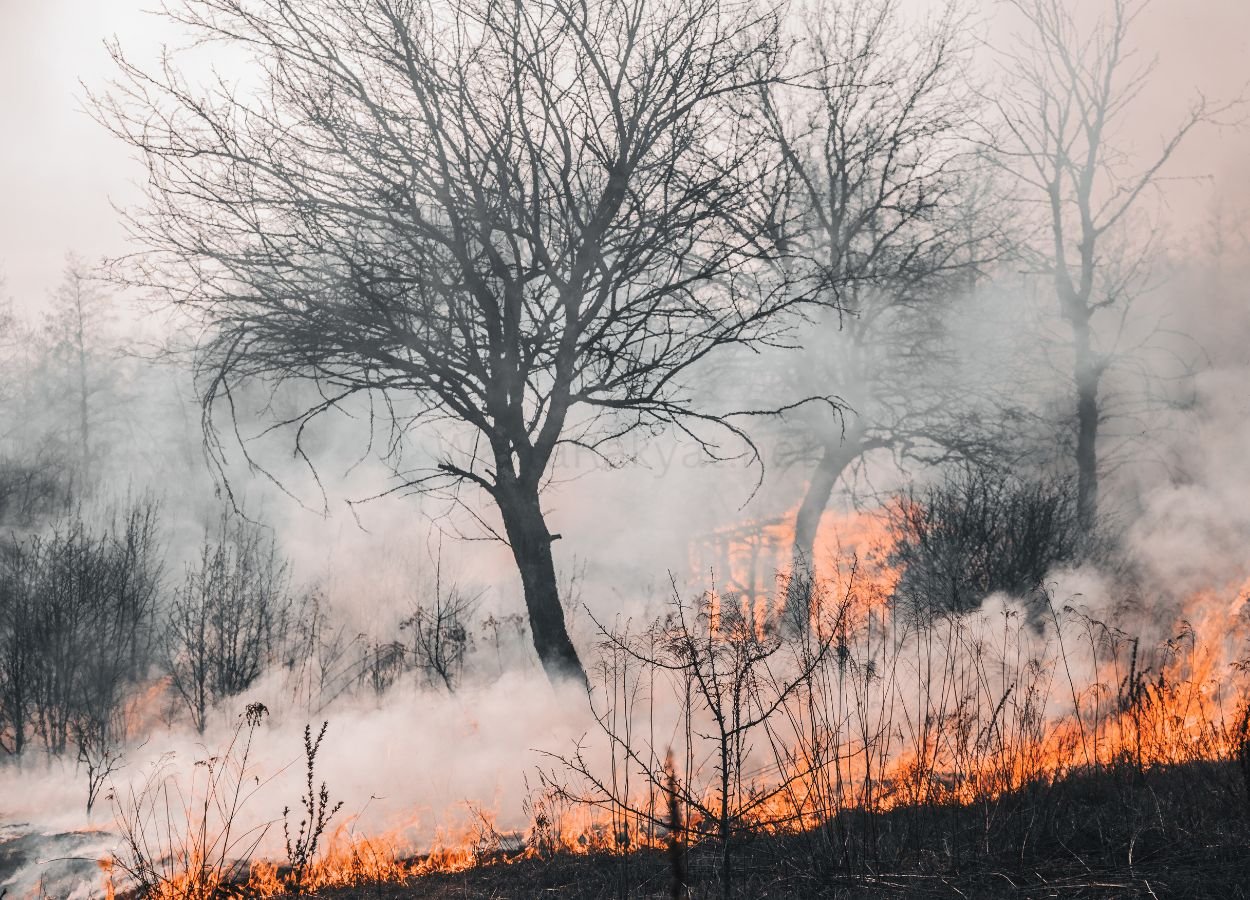 Kemenhut Tutup Pendakian Gunung Gede Pangrango Usai Kebakaran
